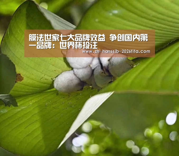 膜法世家七大品牌效益 争创国内第一品牌:世界杯投注(图2) 世界杯买球网站